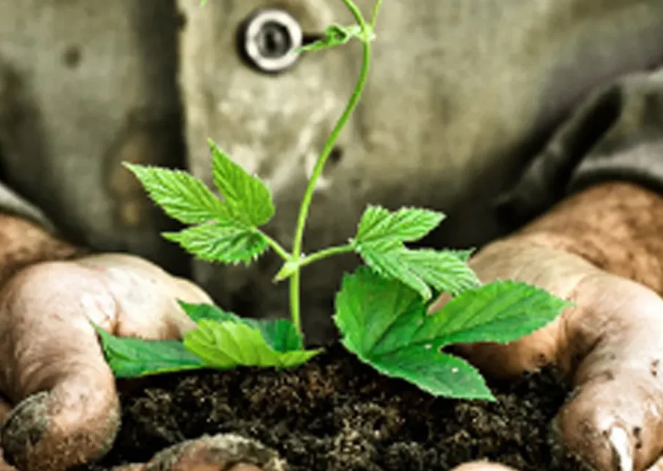 Campaña de implantación de recogida orgánica